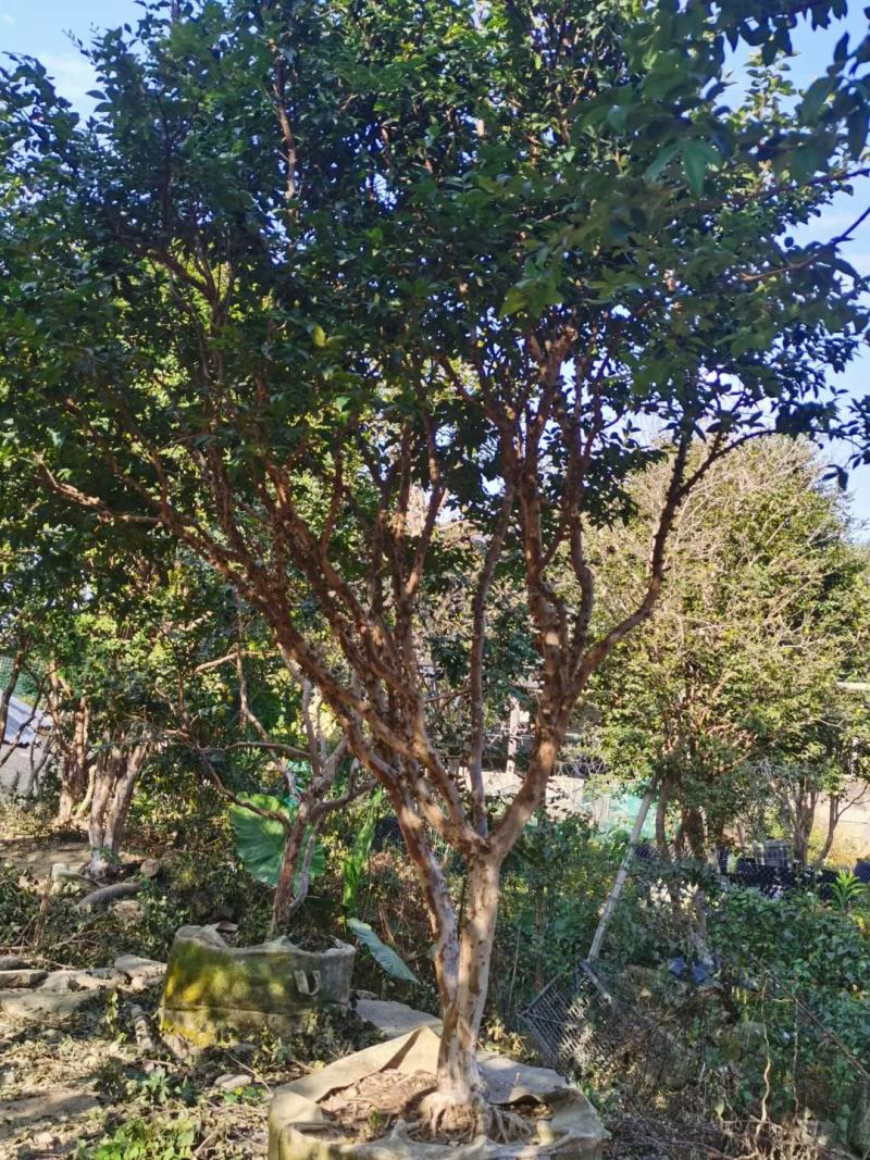 纯绿色无公害农产品，嘉宝果（树葡萄）好吃不上火