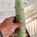 湖北当阳红叶香莴笋大量上市