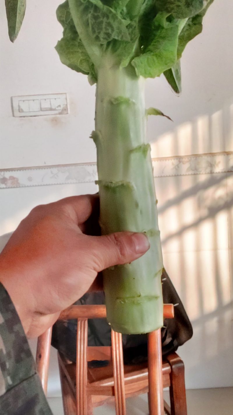 湖北当阳红叶香莴笋大量上市