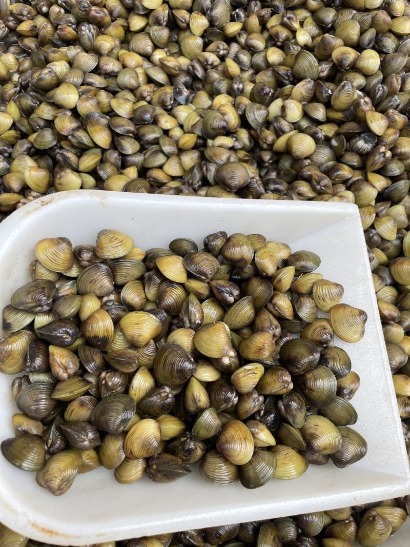 湖北仙桃河蚬蚬子黄沙蚬大量供应质量保证欢迎采购