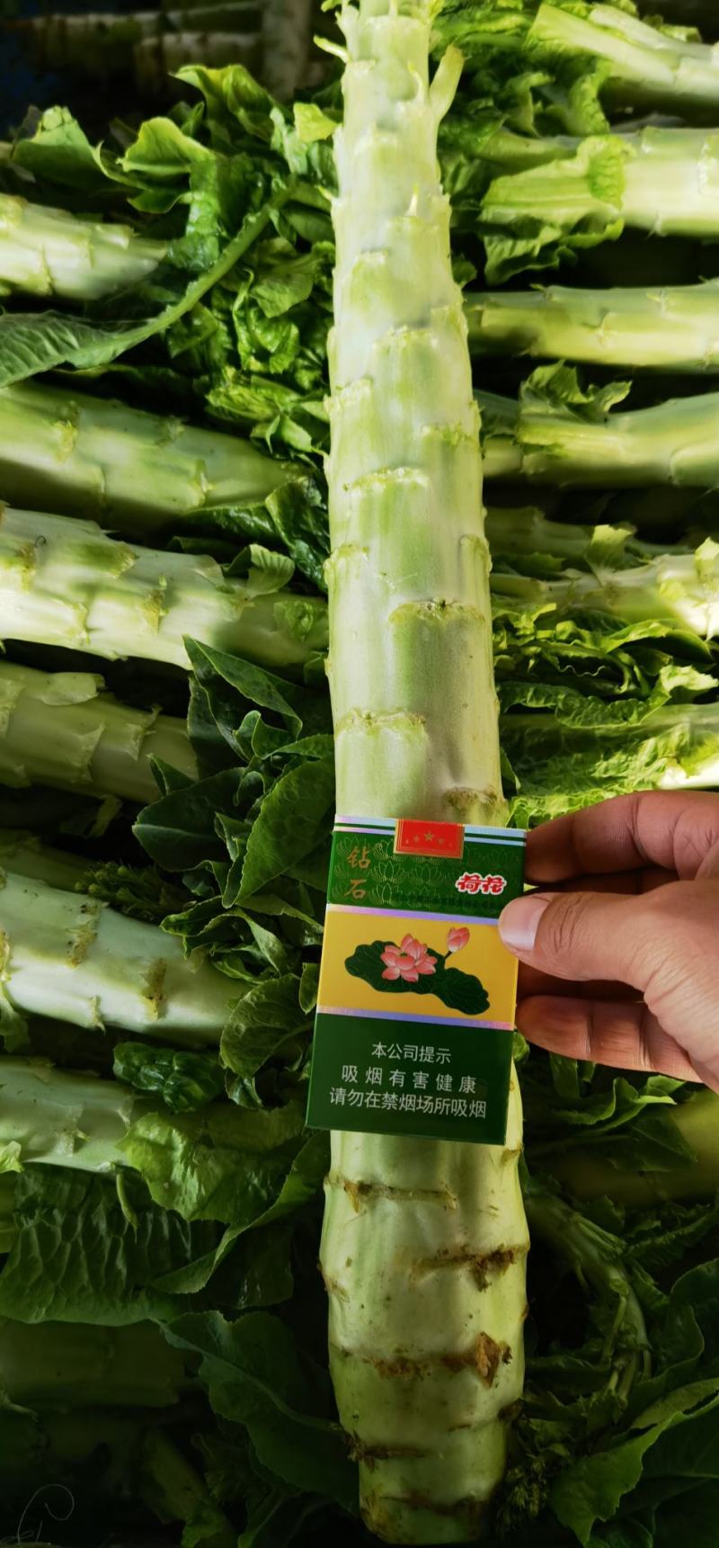 莴笋杆子青皮青肉不裂口不空心专业代收贴心服务物