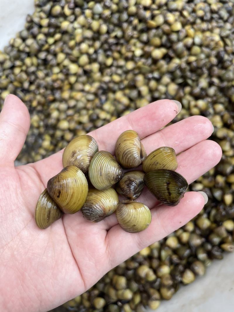 【荐】湖北河蚬黄沙蚬蚬子质量保证欢迎采购大量供应