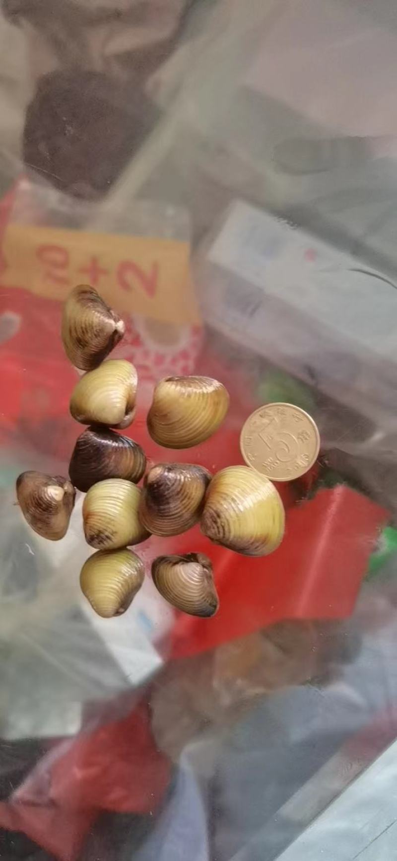 【优选】湖北仙桃市河蚬黄沙蚬大量供应欢迎采购