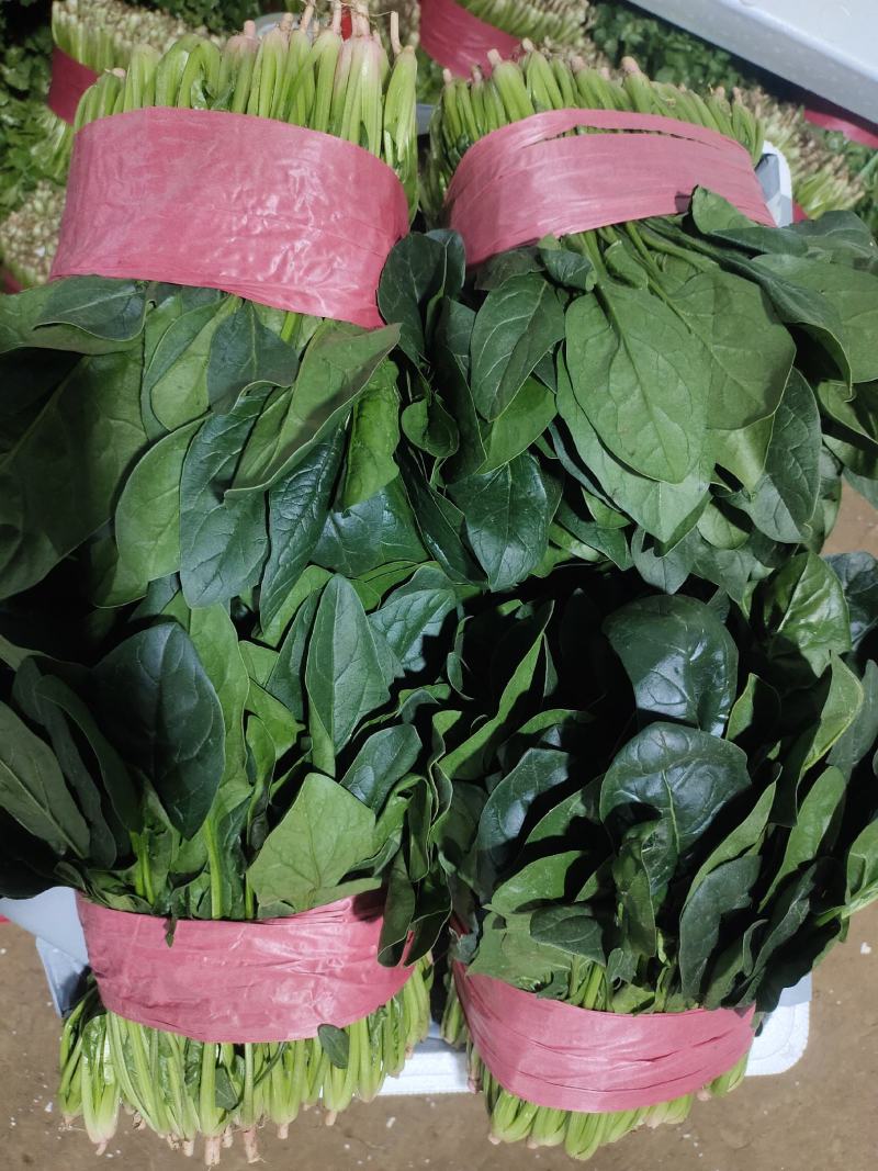 【实力】山东菠菜大量上市，货源充足，现采现发品质保证