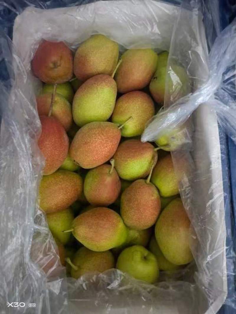 【推荐】安徽红香酥梨货源稳定，产地直供诚信做生意