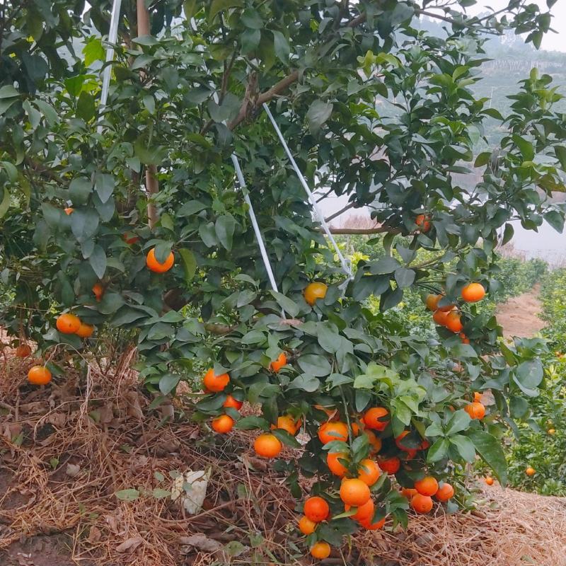 纯甜砂糖橘产地一手货源直供对接一切渠道大量供应