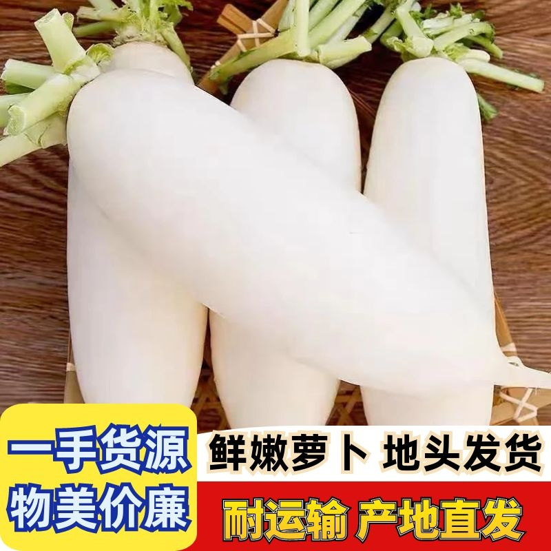 【精品】质量问题包赔湖北天门自己种植白萝卜产地直供