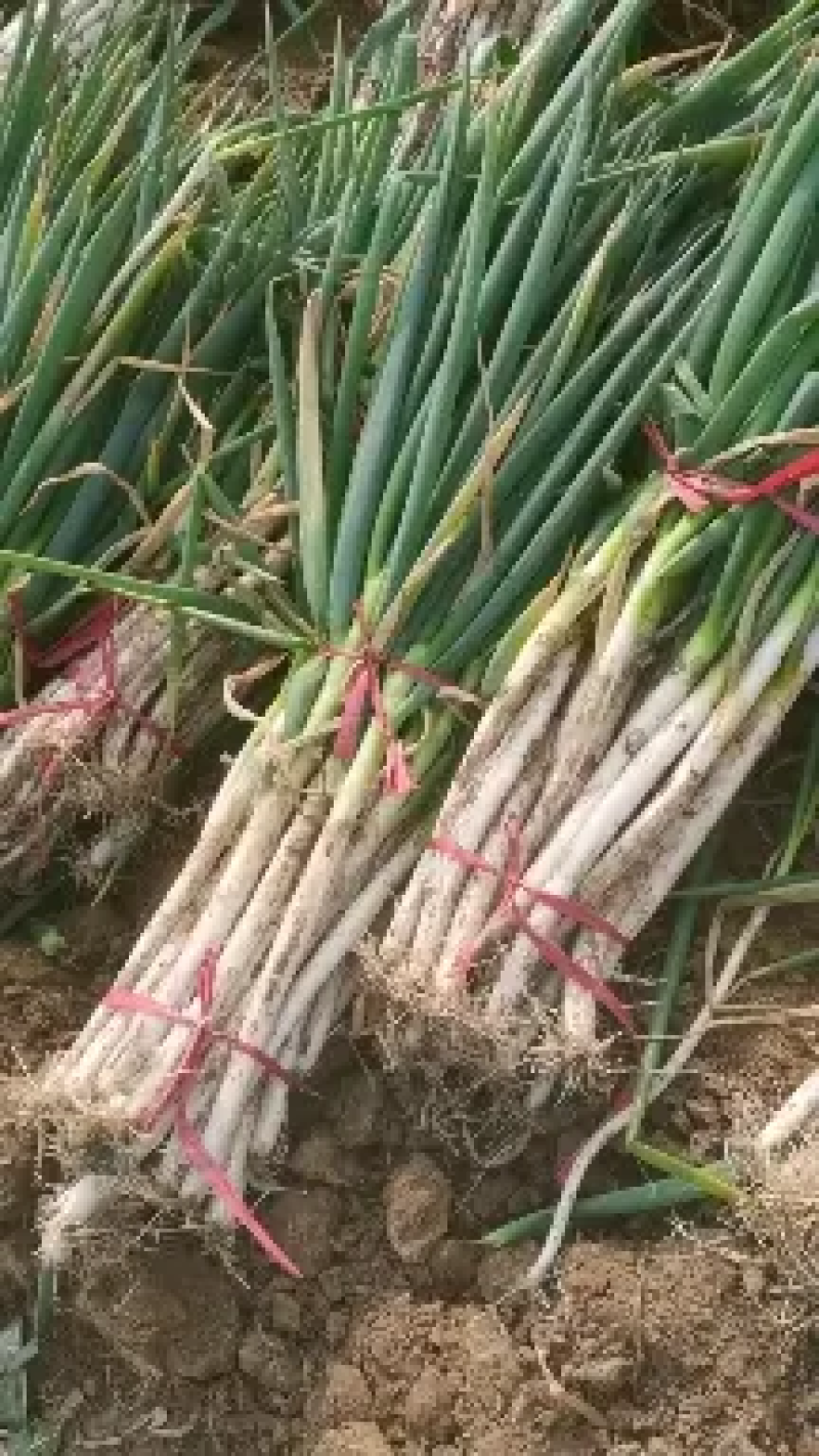 南阳大葱铁杆大葱净葱毛葱货量充足规格齐全可视频看货