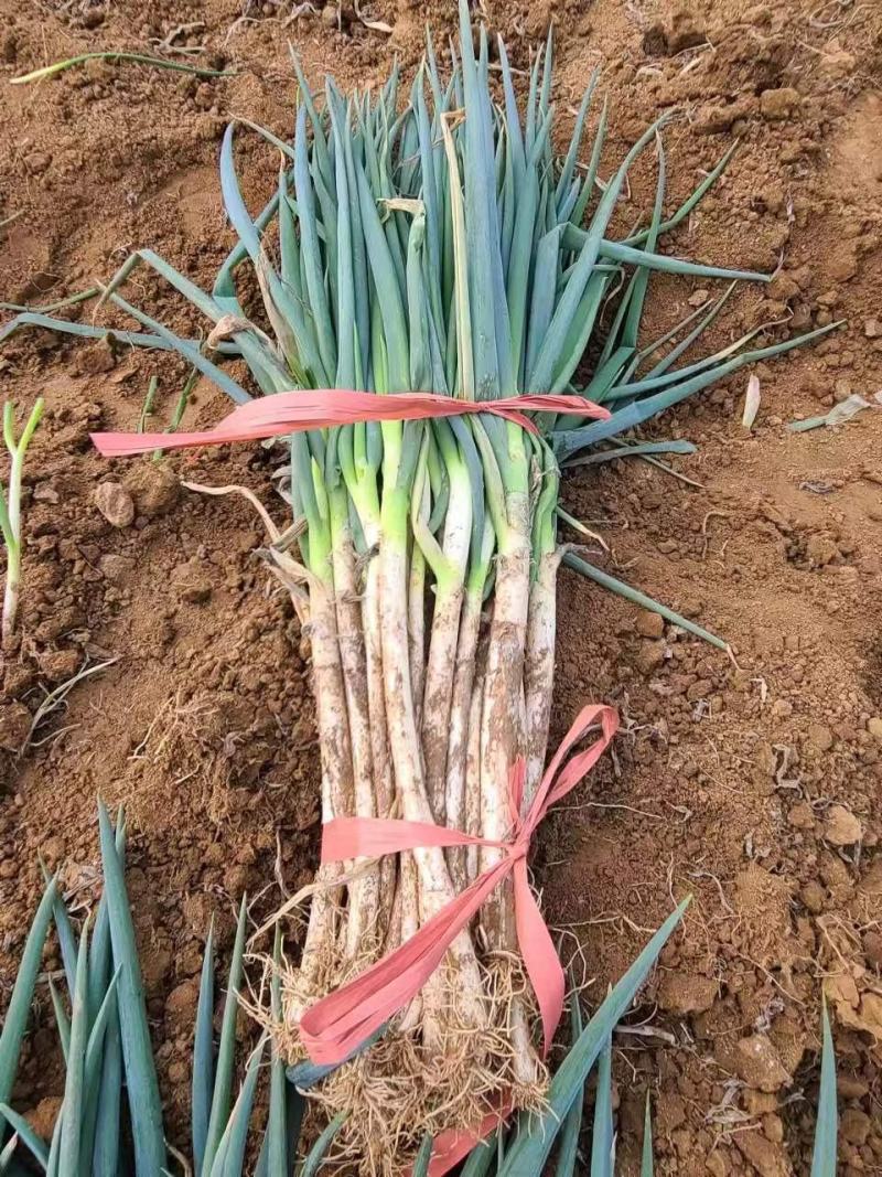 南阳大葱铁杆大葱净葱毛葱货量充足规格齐全可视频看货