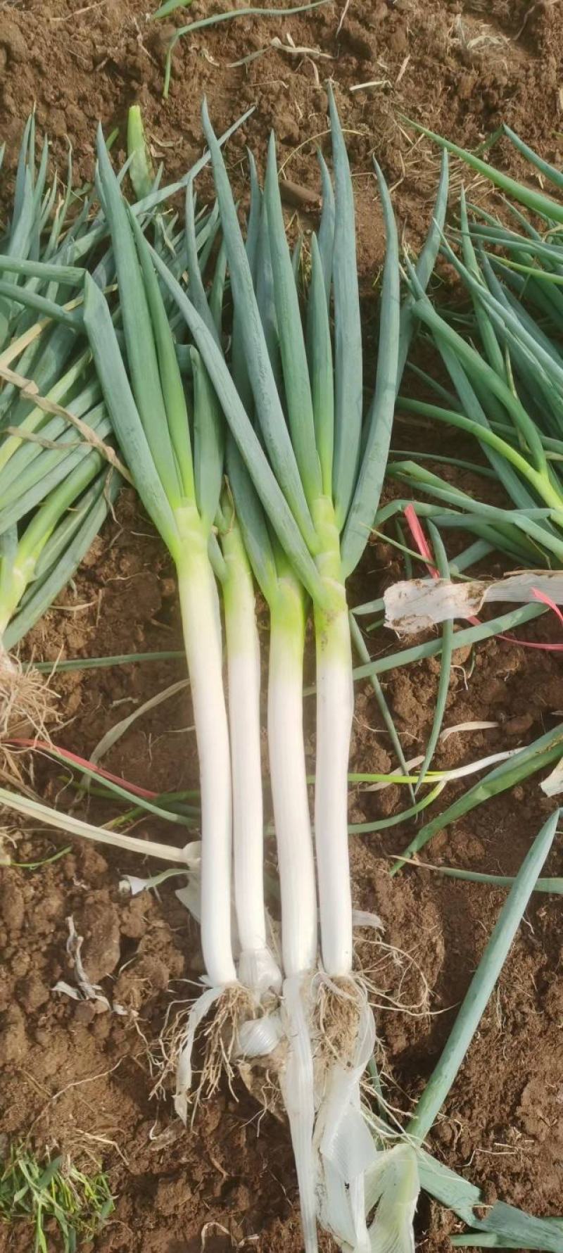 南阳大葱铁杆大葱净葱毛葱货量充足规格齐全可视频看货
