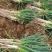 南阳大葱铁杆大葱净葱毛葱货量充足规格齐全可视频看货