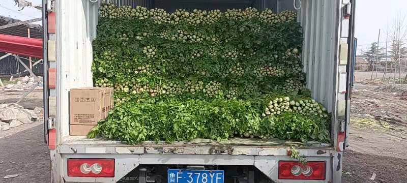 芹菜