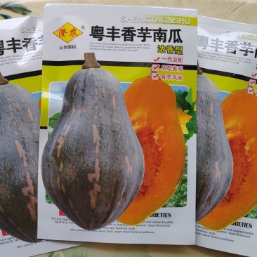正宗香芋南瓜种籽子香甜软糯香芋味南瓜籽种春秋农家