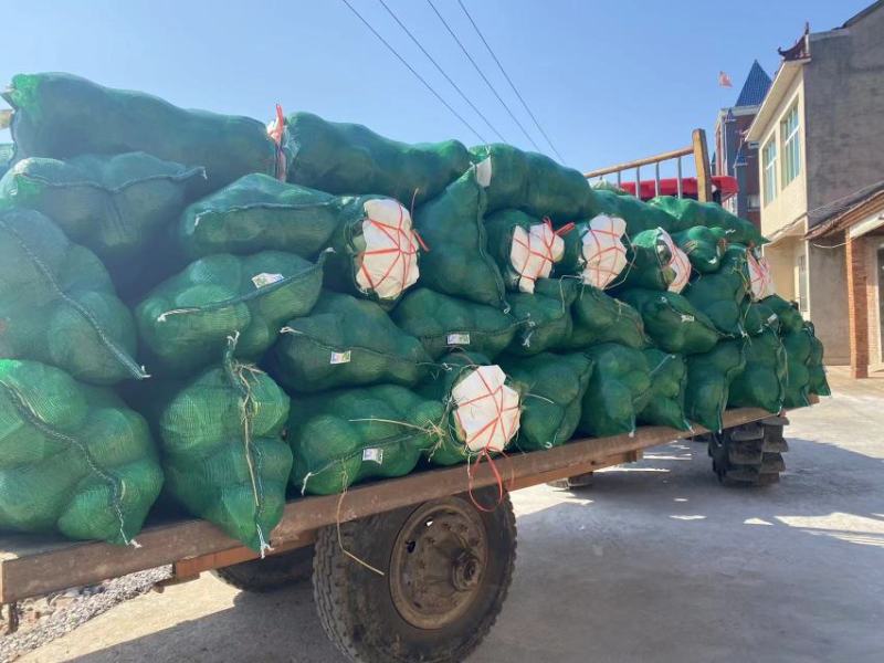 湖北包菜精品甘蓝万亩基地直供保质保量代发全国