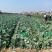 湖北包菜精品甘蓝万亩基地直供保质保量代发全国
