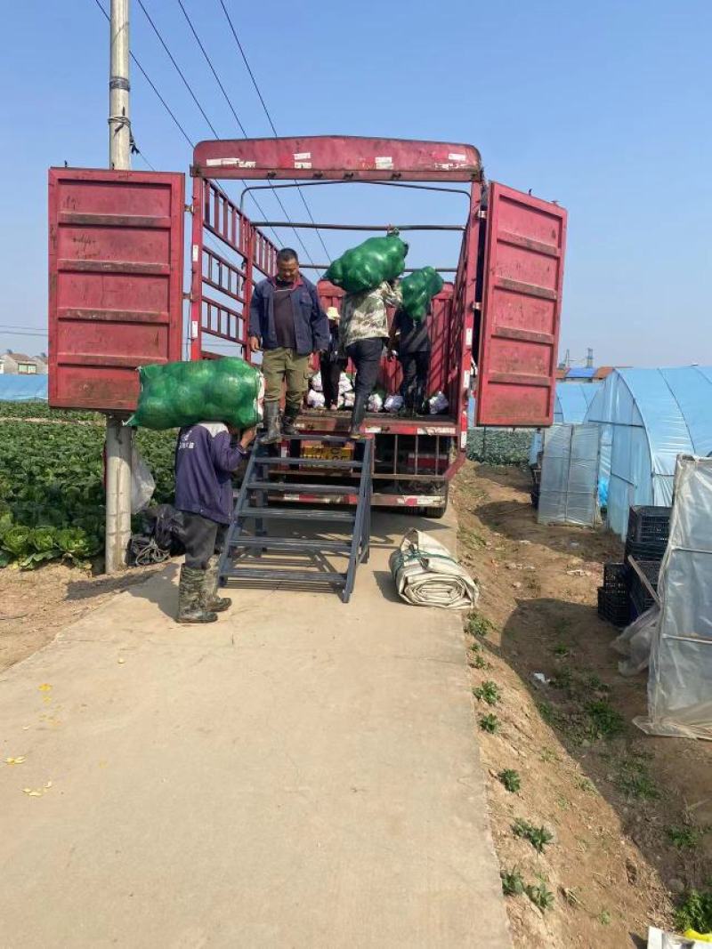 湖北包菜精品甘蓝万亩基地直供保质保量代发全国
