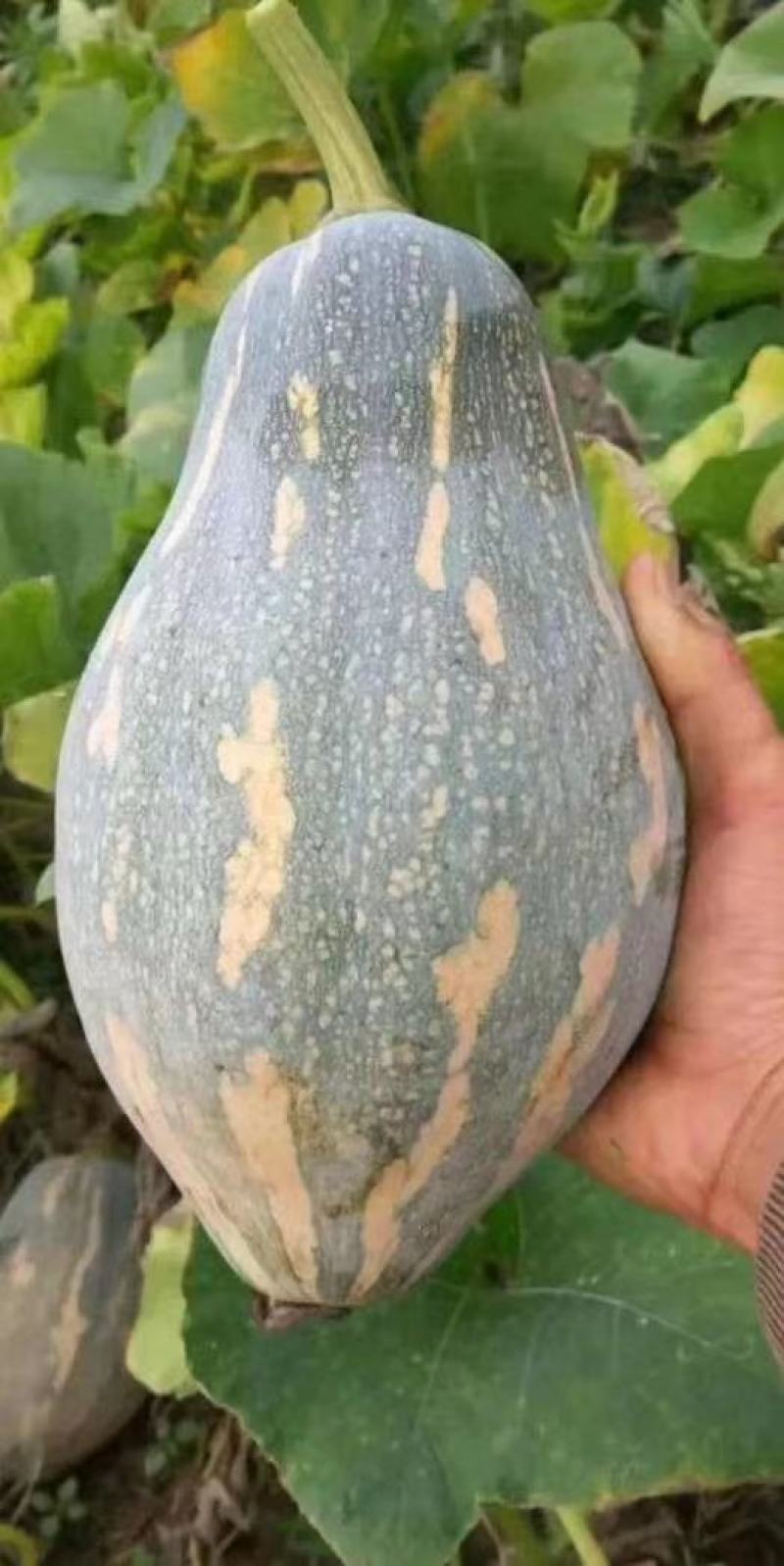 正宗香芋南瓜种籽子香甜软糯香芋味南瓜籽种春秋农家