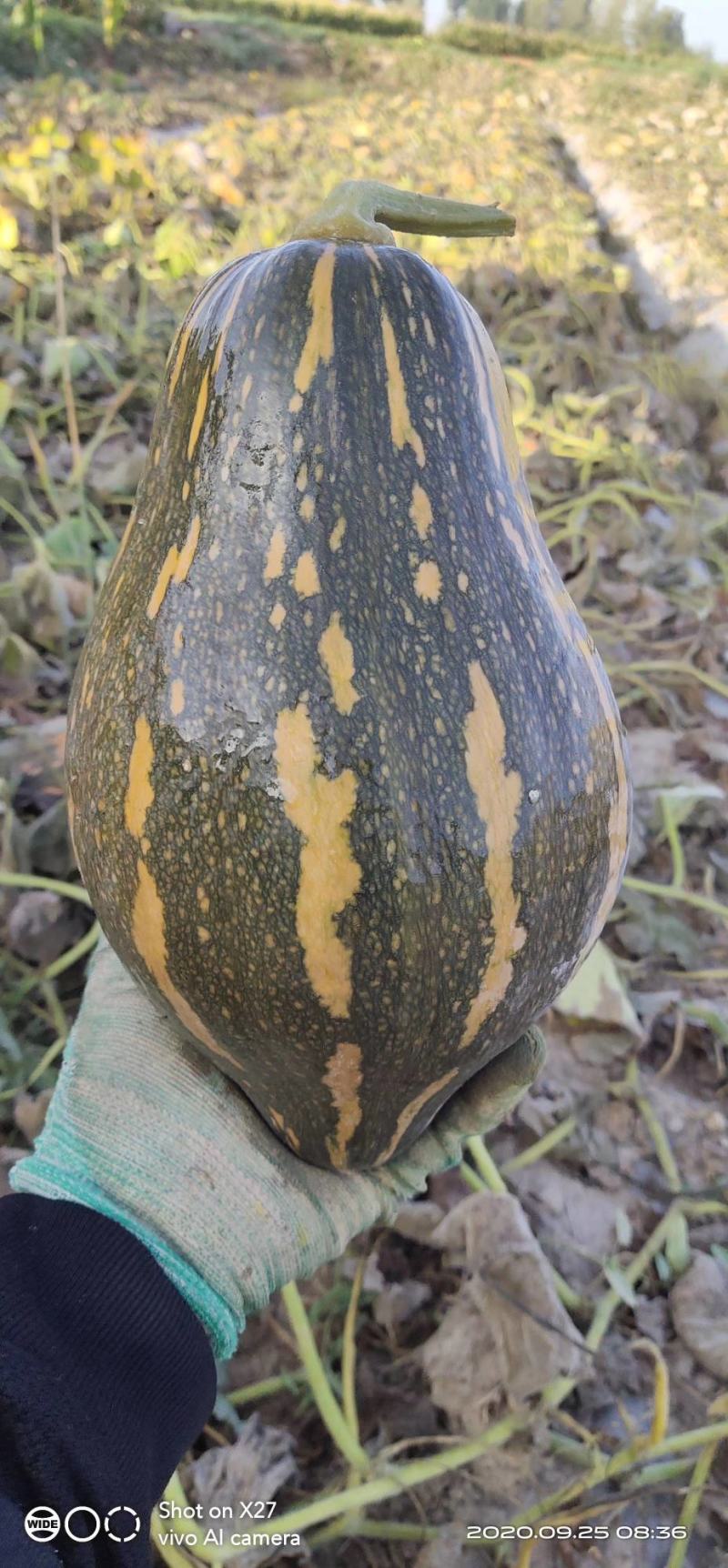 正宗香芋南瓜种籽子香甜软糯香芋味南瓜籽种春秋农家