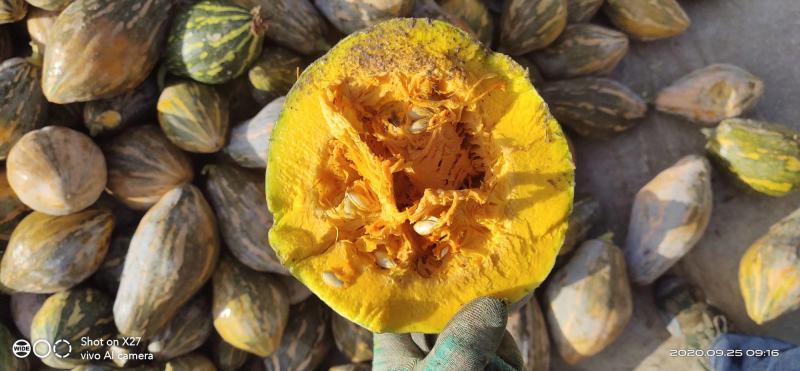 正宗香芋南瓜种籽子香甜软糯香芋味南瓜籽种春秋农家