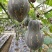 正宗香芋南瓜种籽子香甜软糯香芋味南瓜籽种春秋农家