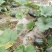 正宗香芋南瓜种籽子香甜软糯香芋味南瓜籽种春秋农家