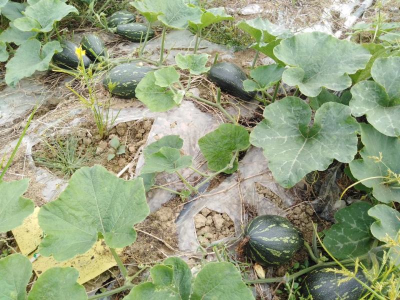 正宗香芋南瓜种籽子香甜软糯香芋味南瓜籽种春秋农家