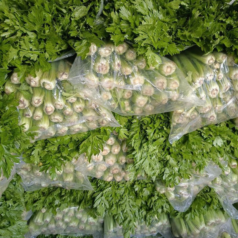 芹菜大量供应欢迎光临