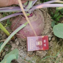 本地芥菜疙瘩大量上市，按需分级，不空心不黑心