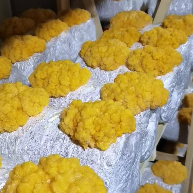 金耳菌种