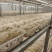 金耳菌种