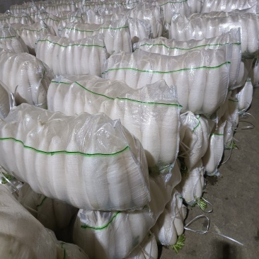 白萝卜大量供应欢迎光临