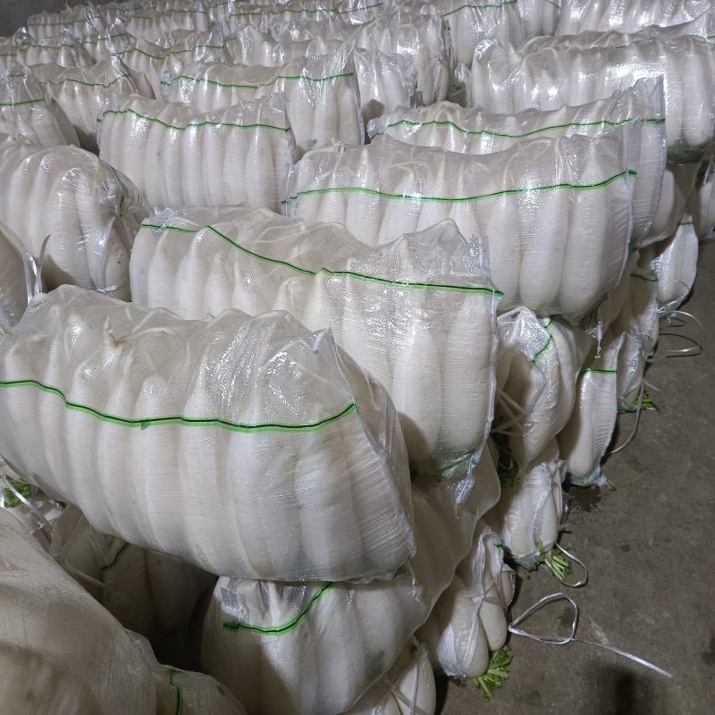 白萝卜大量供应欢迎光临