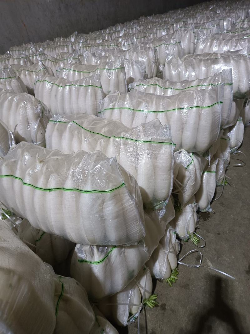 白萝卜大量供应欢迎光临