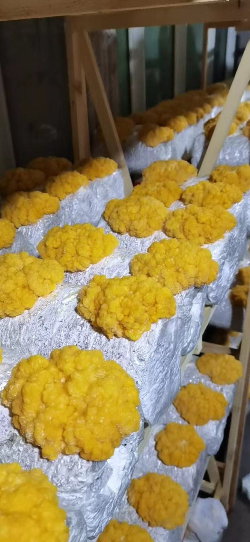 金耳菌包