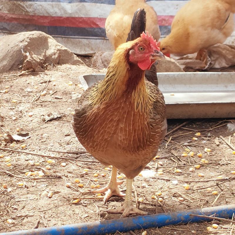 清远鸡阳山鸡