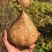 豆薯四川凉山豆薯大量上市支持视频看货欢迎来电咨询