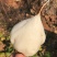 豆薯四川凉山豆薯大量上市支持视频看货欢迎来电咨询