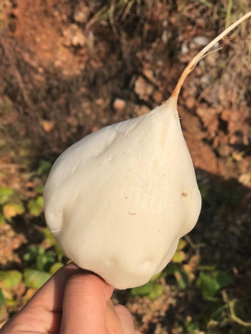 豆薯四川凉山豆薯大量上市支持视频看货欢迎来电咨询