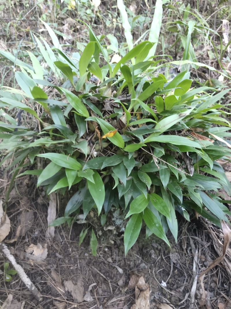 双叶中小果石橄