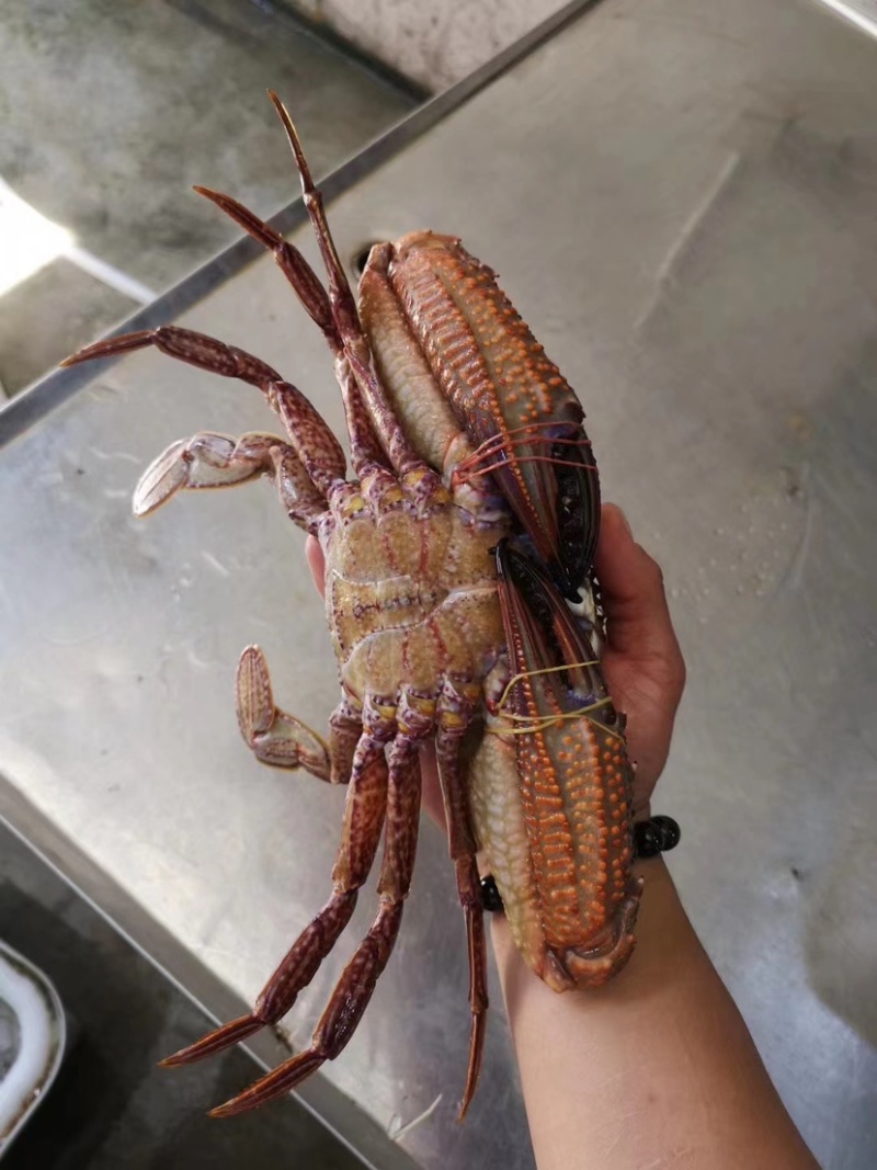 黑蟹金刚蟹将军蟹大肉蟹生猛新鲜活冻酒店餐厅