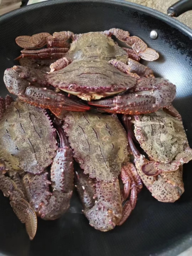 黑蟹金刚蟹将军蟹大肉蟹生猛新鲜活冻酒店餐厅