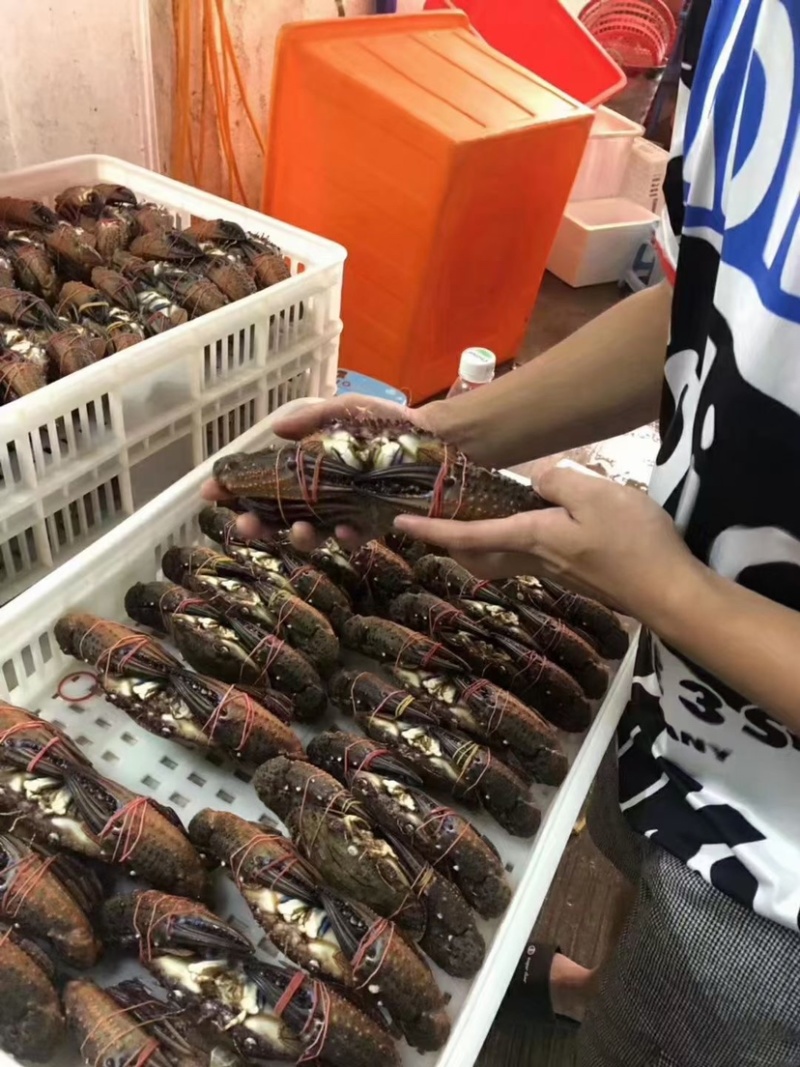 黑蟹金刚蟹将军蟹大肉蟹生猛新鲜活冻酒店餐厅