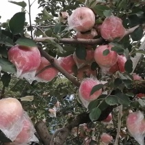 红富士苹果大量现货出售，膜袋纸加膜苹果，条红，片红