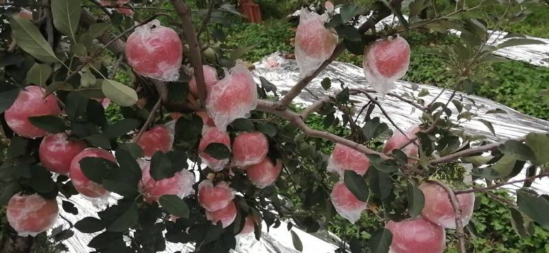 红富士苹果大量现货出售，膜袋纸加膜苹果，条红，片红