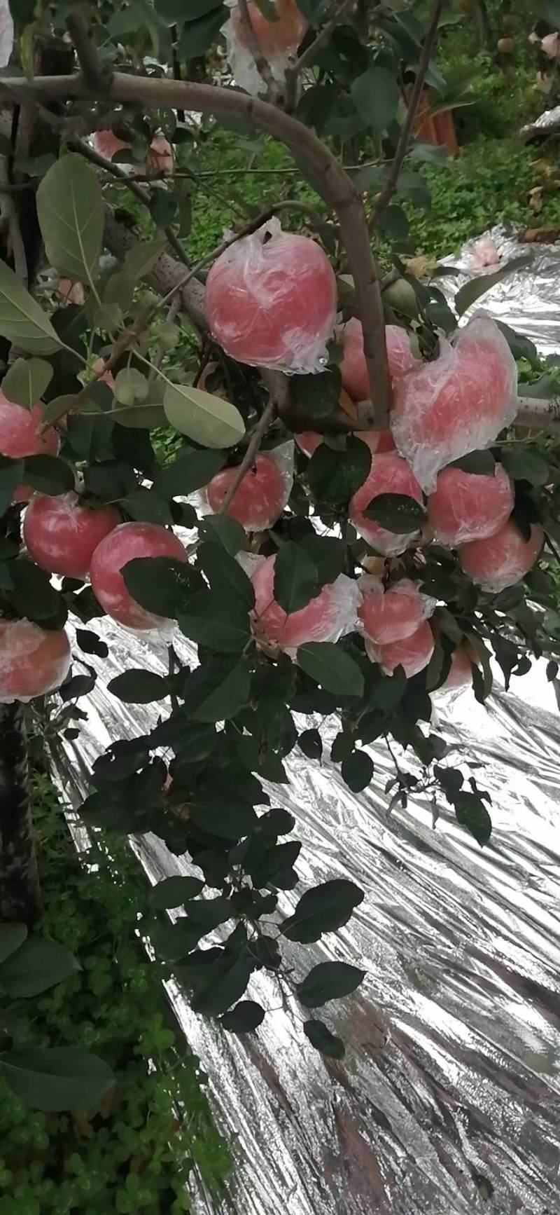红富士苹果大量现货出售，膜袋纸加膜苹果，条红，片红
