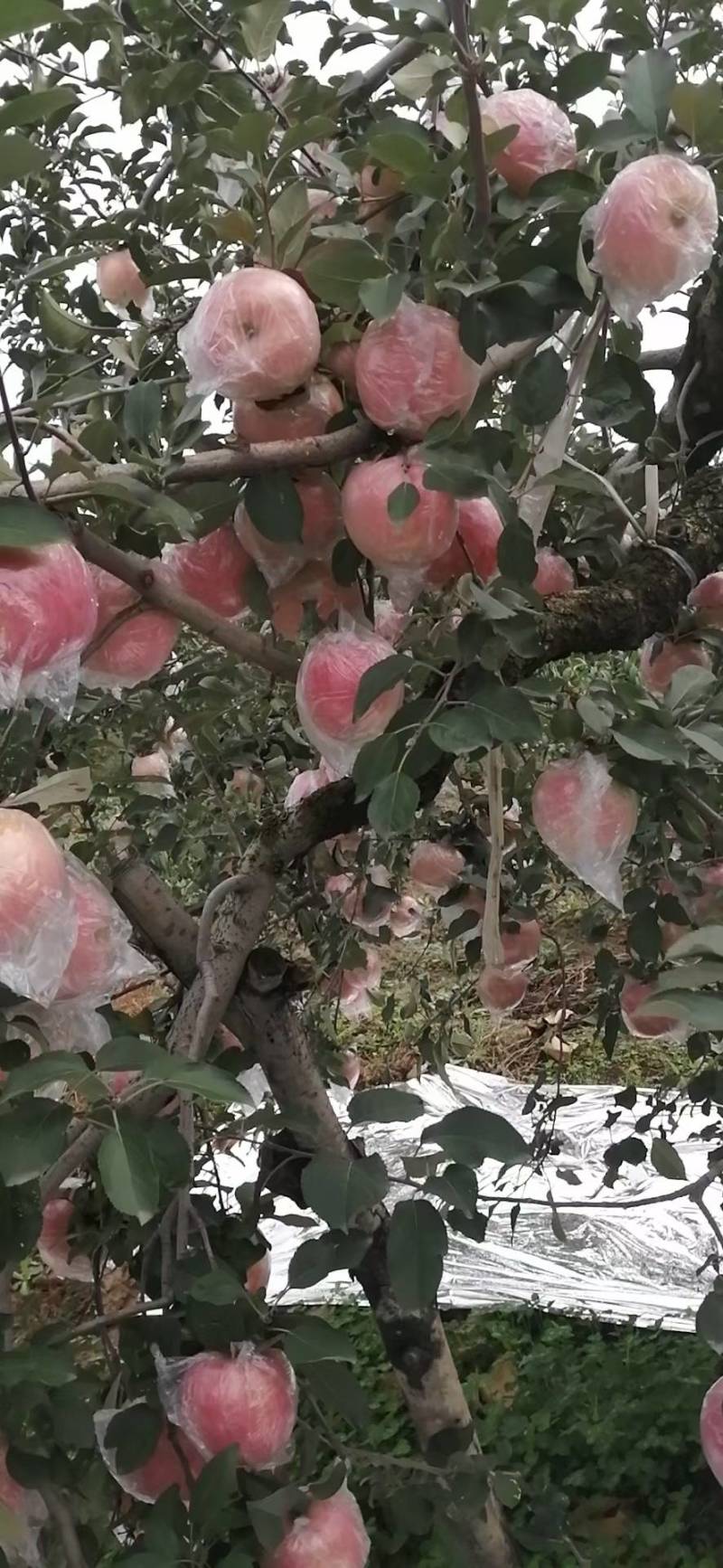 红富士苹果大量现货出售，膜袋纸加膜苹果，条红，片红