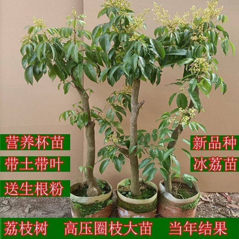 新品种冰荔枝树苗特大荔枝高压苗圈枝苗盆栽带土带叶发货