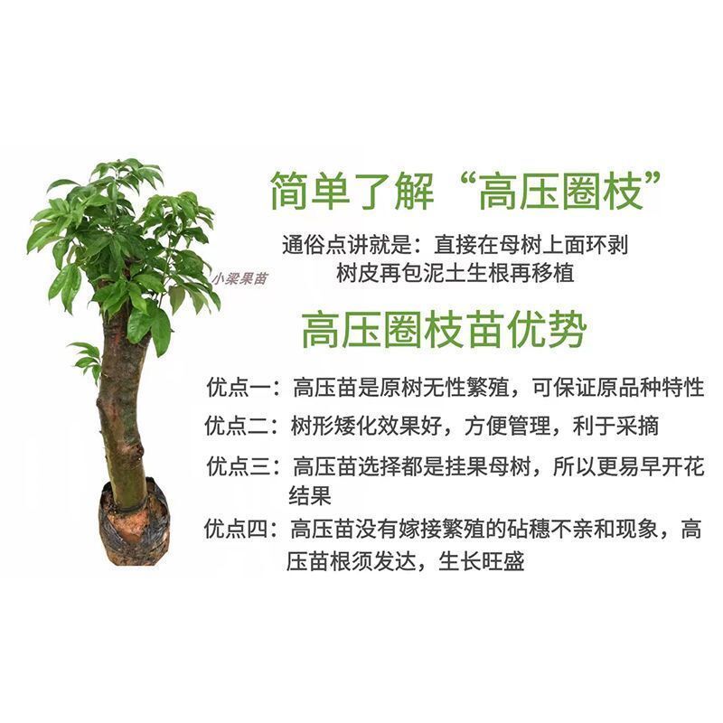 新品种冰荔枝树苗特大荔枝高压苗圈枝苗盆栽带土带叶发货