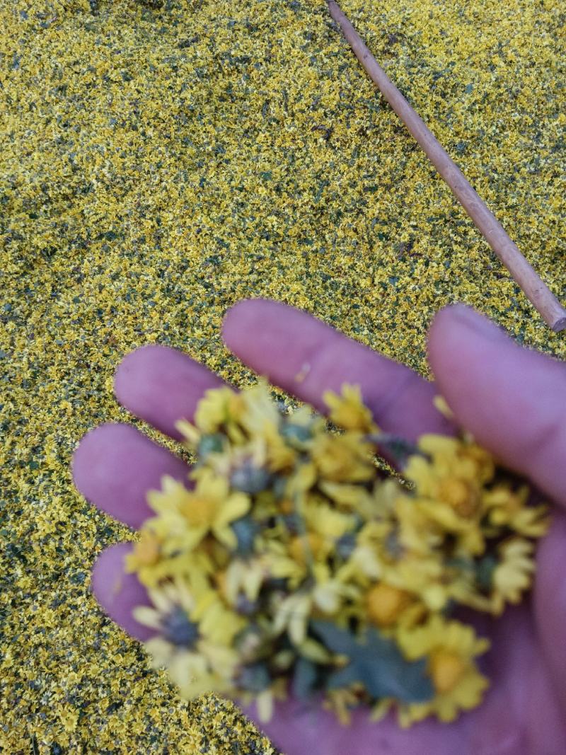 野菊花《野菊花，可以泡茶，醒酒养身产地大量供应》