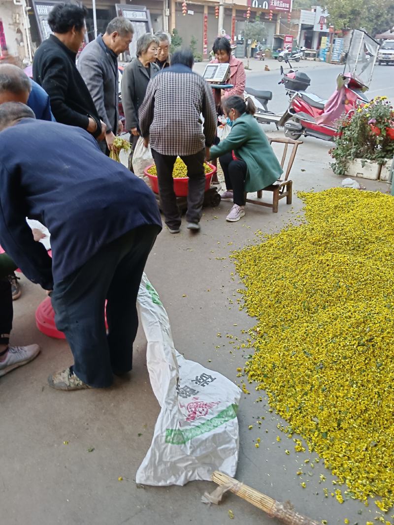 野菊花《野菊花，可以泡茶，醒酒养身产地大量供应》